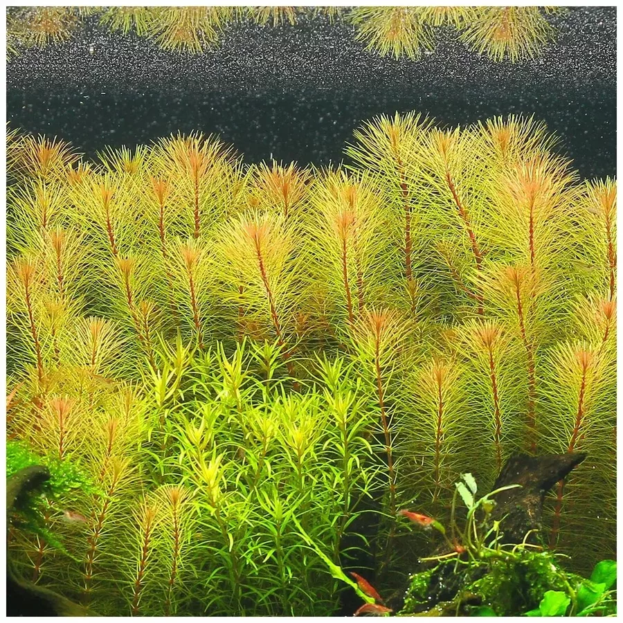 Rotala nanjenshan - RA koszyk XXL