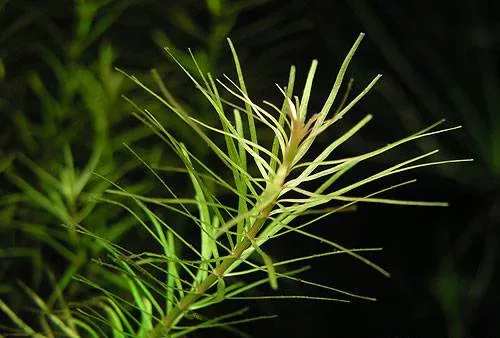 Rotala nanjenshan - RA koszyk XXL