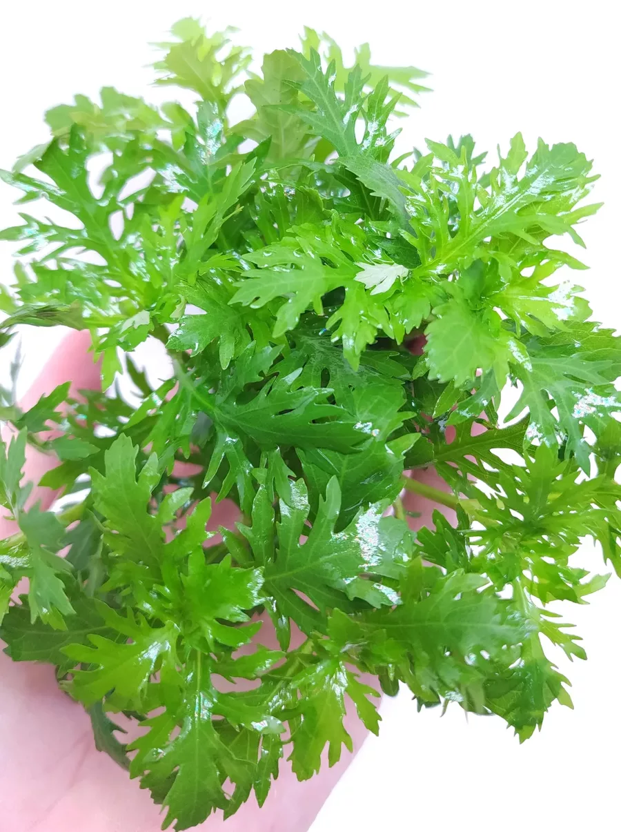 Hygrophila difformis synema (Nadw�dka zmienna)- RA koszyk XXL