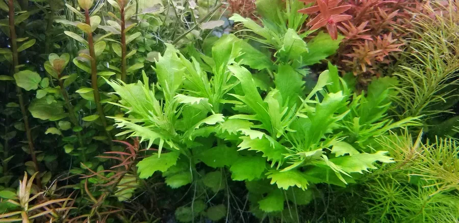 Hygrophila difformis synema (Nadw�dka zmienna)- RA koszyk XXL