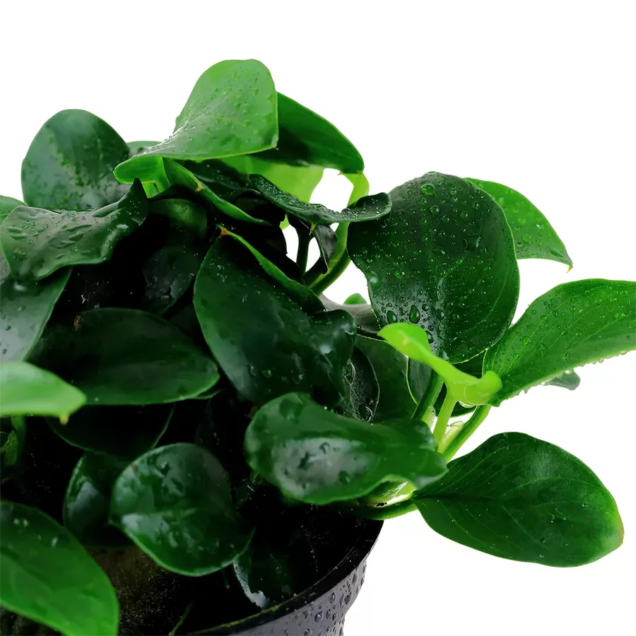 Anubias Petite - TROPICA (koszyk)