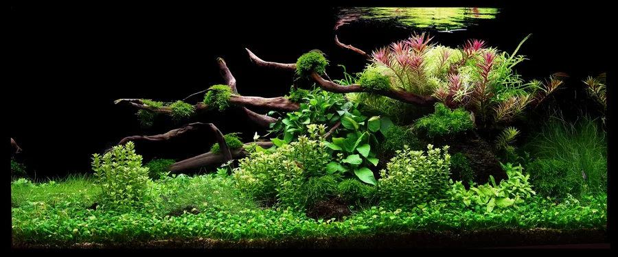 Anubias Petite - TROPICA (koszyk)
