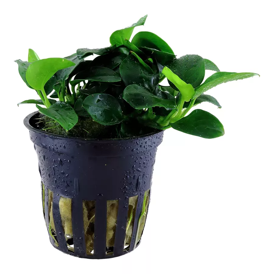 Anubias Petite - TROPICA (koszyk)