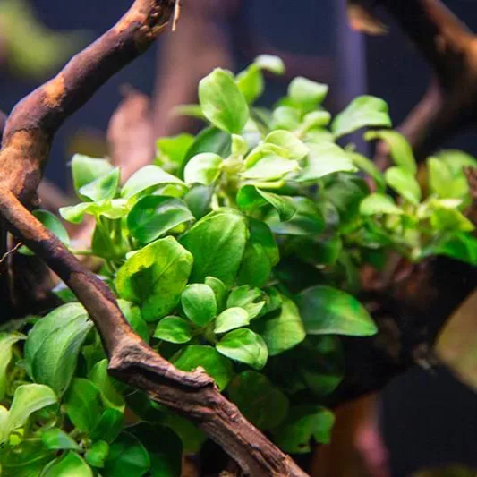 Anubias Petite - TROPICA (koszyk)