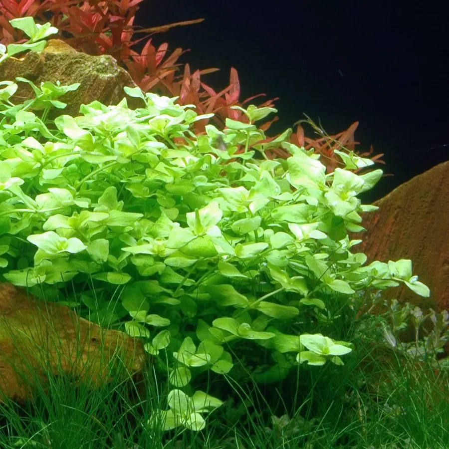 Bacopa australis - RA koszyk XXL