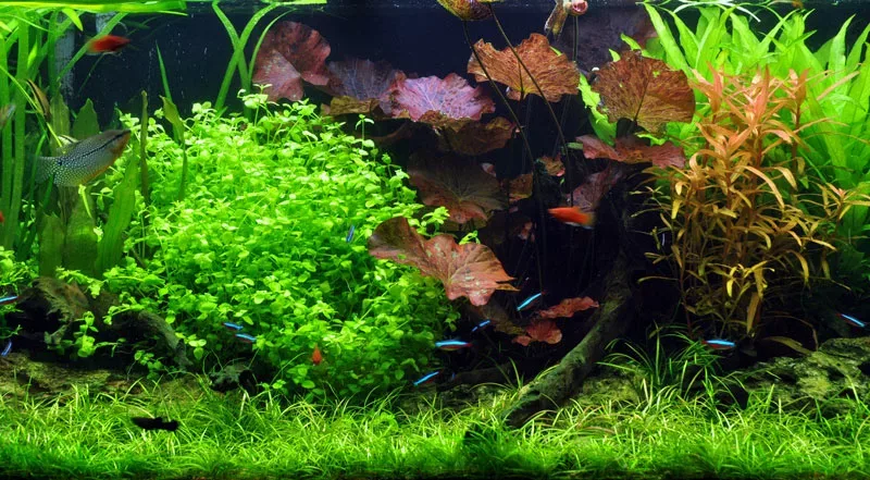 Bacopa australis - RA koszyk XXL
