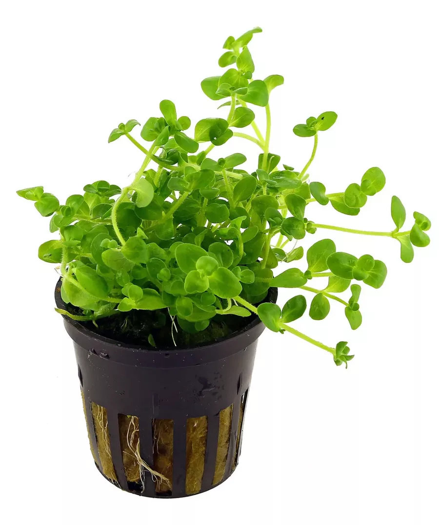 Bacopa australis - RA koszyk XXL
