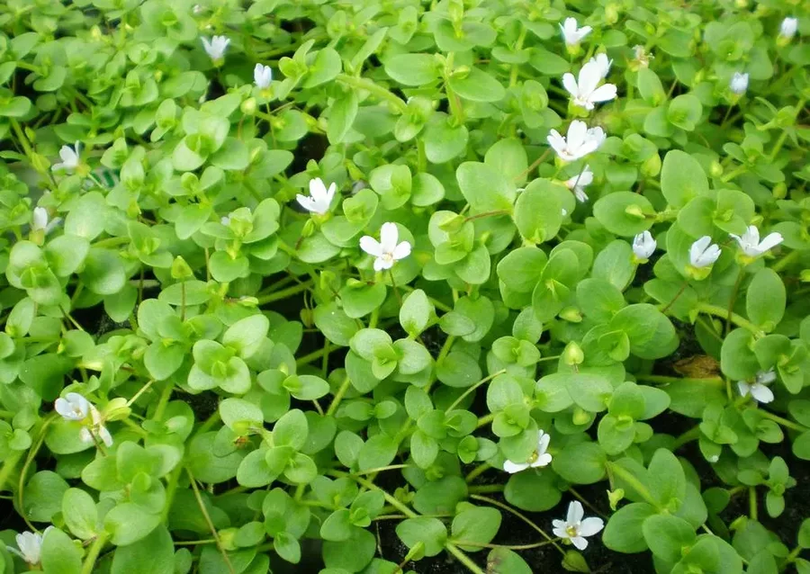 Bacopa australis - RA koszyk XXL