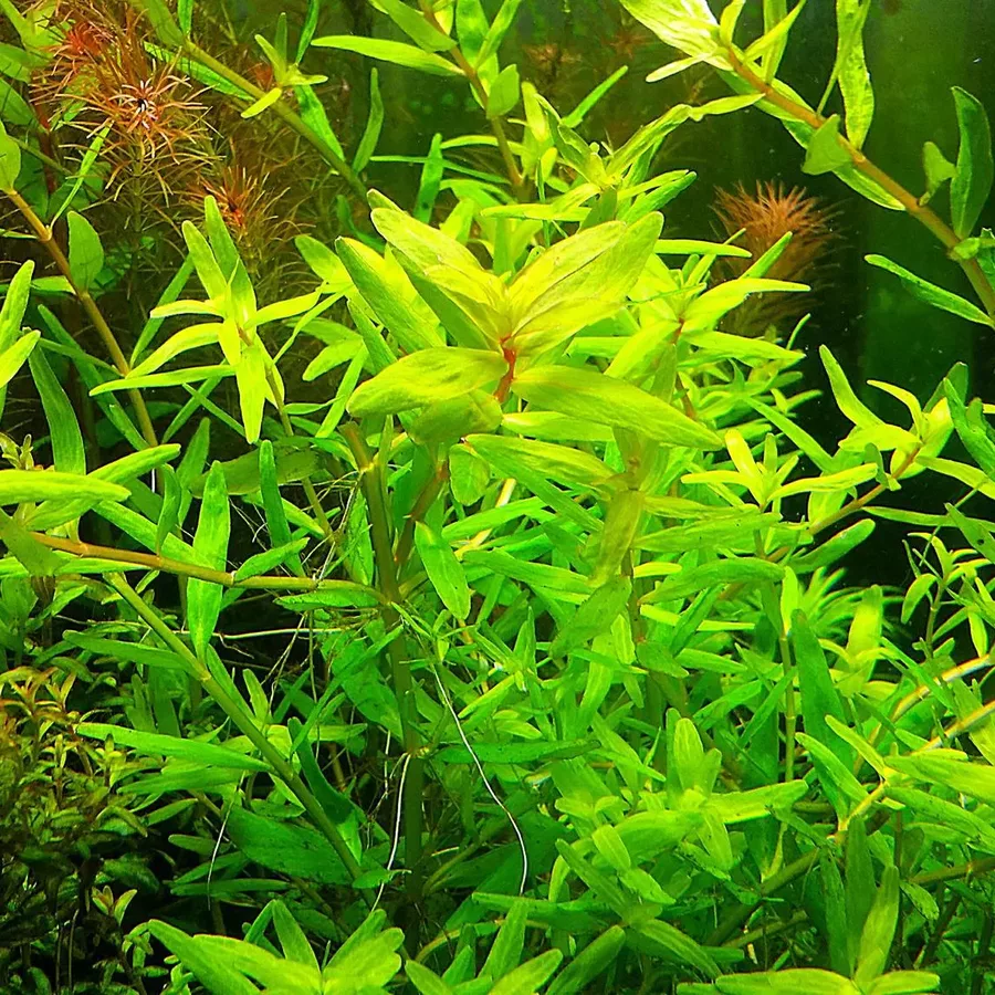 Rotala macrandra narrow green - RA koszyk XXL