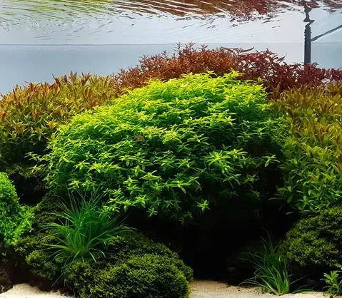 Rotala macrandra narrow green - RA koszyk XXL