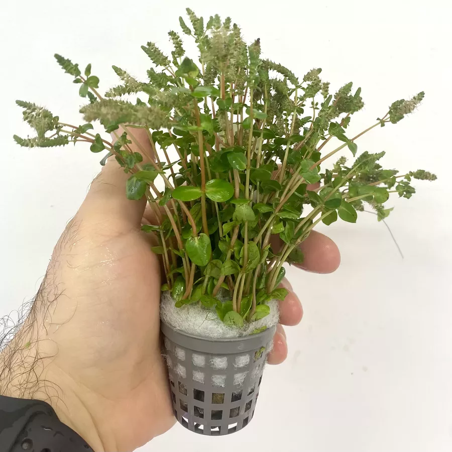 Rotala macrandra narrow green - RA koszyk XXL