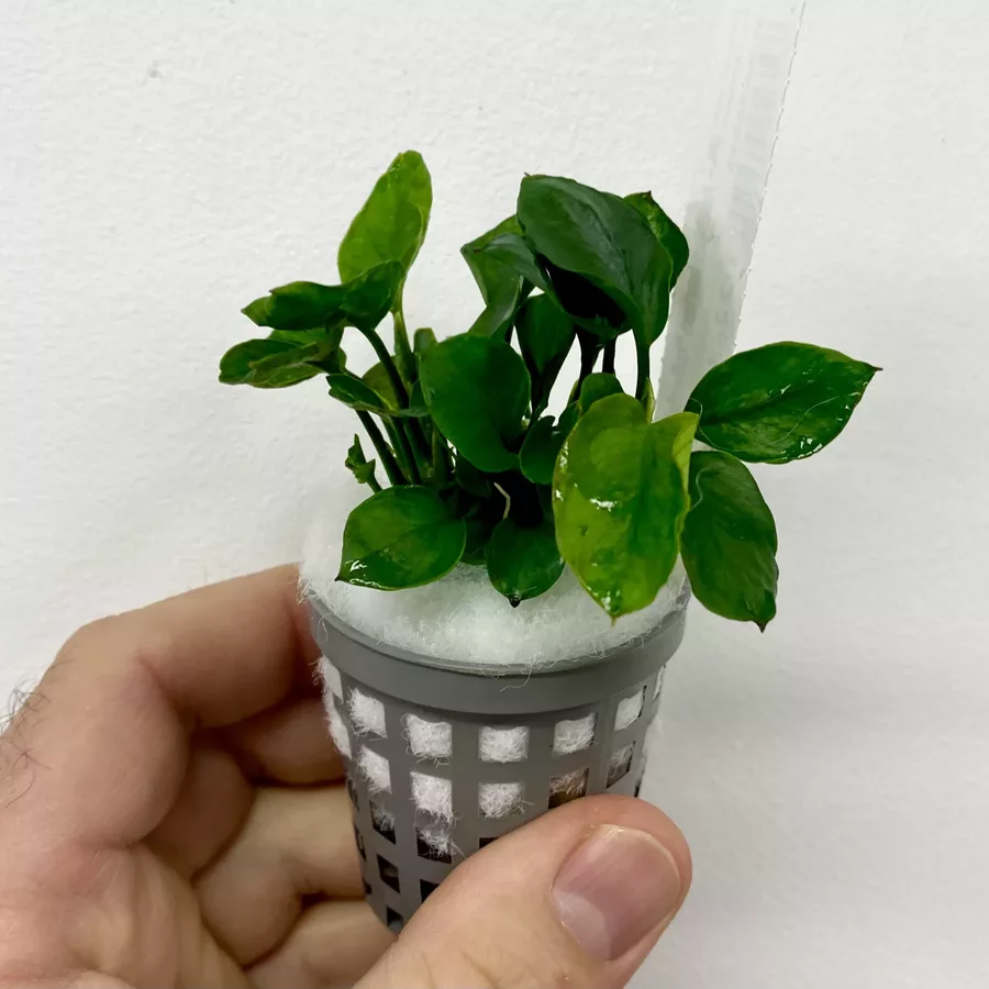 Anubias barteri Coffeefolia - RA koszyk XXL