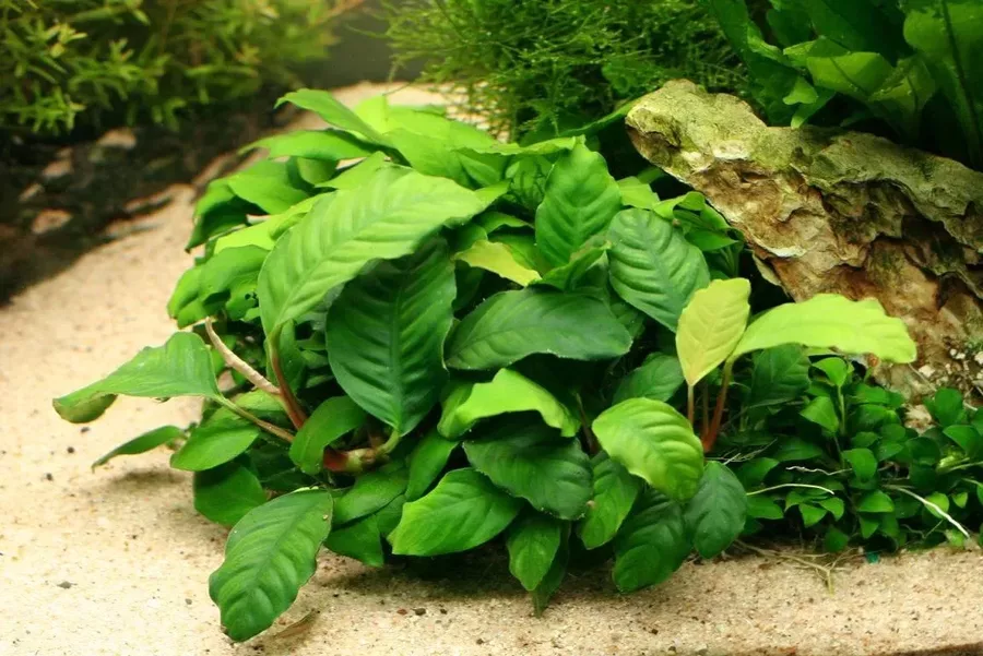 Anubias barteri Coffeefolia - RA koszyk XXL