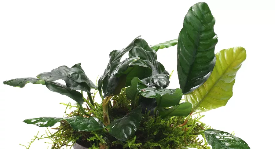 Anubias barteri Coffeefolia - RA koszyk XXL