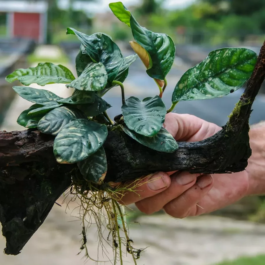 Anubias barteri Coffeefolia - RA koszyk XXL