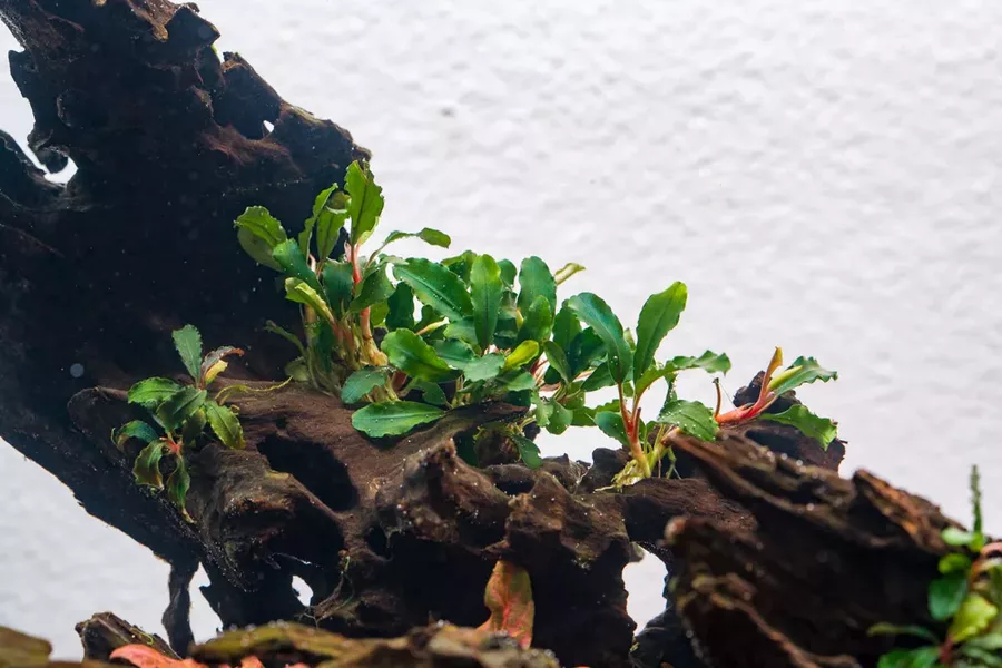 Bucephalandra Artemis - PLANTACJA (koszyk)