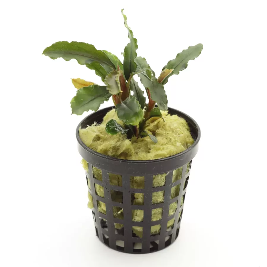 Bucephalandra Artemis - PLANTACJA (koszyk)