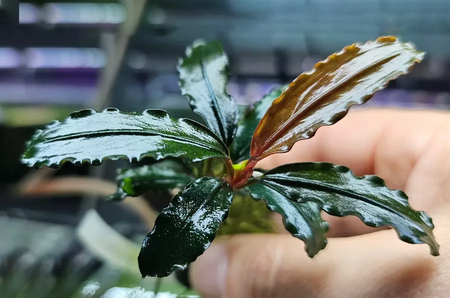 Bucephalandra Artemis - PLANTACJA (koszyk)