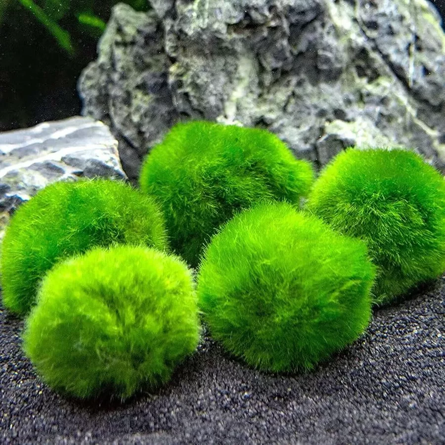 Aegagropila linnaei (ga��zatka) TROPICA - sztuka