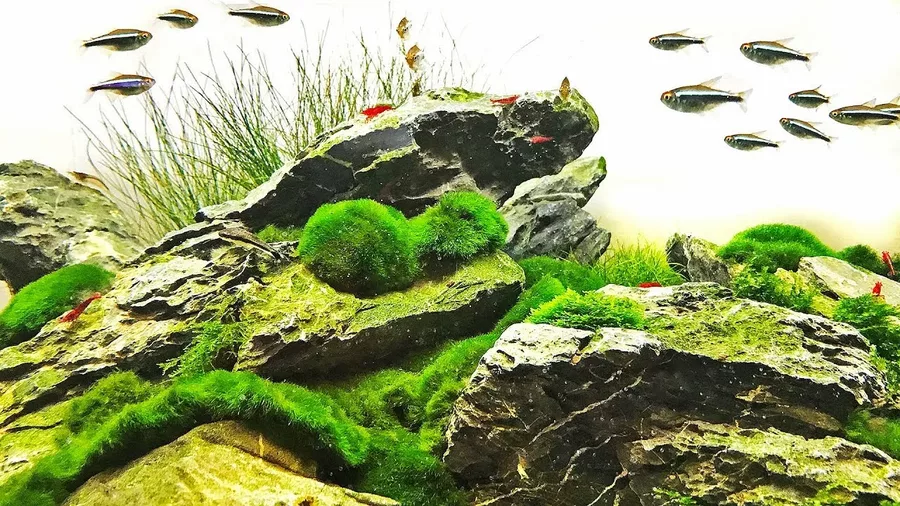 Aegagropila linnaei (ga��zatka) TROPICA - sztuka