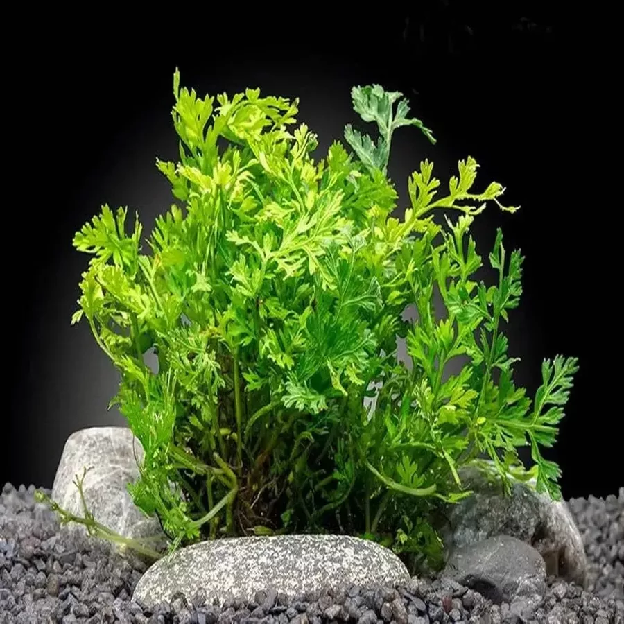 Bolbitis heteroclita difformis - PLANTACJA (koszyk)