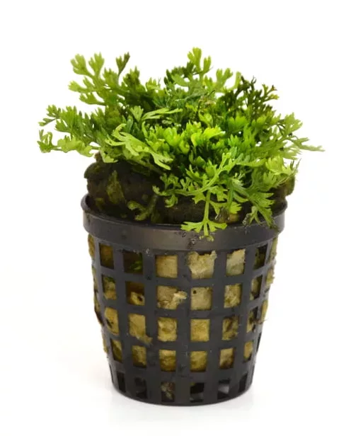 Bolbitis heteroclita difformis - PLANTACJA (koszyk)