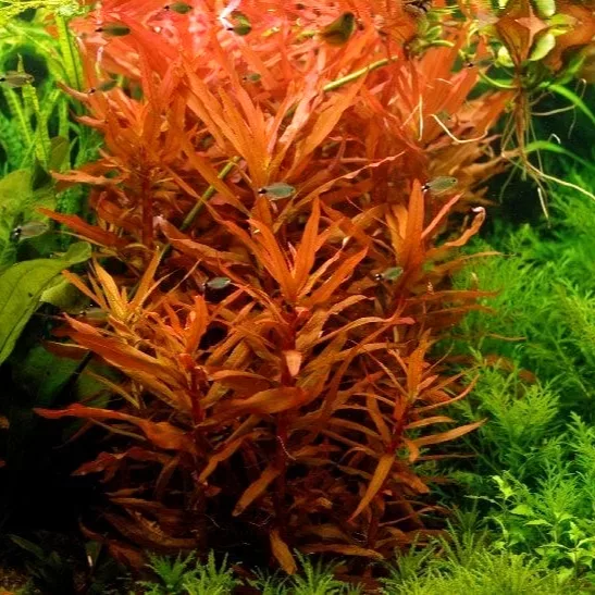 Ammania senegalensis - (in-vitro) puszka 10cm XXL