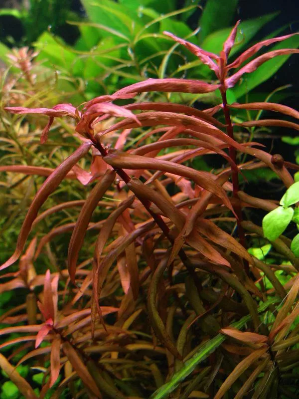 Ammania senegalensis - (in-vitro) puszka 10cm XXL