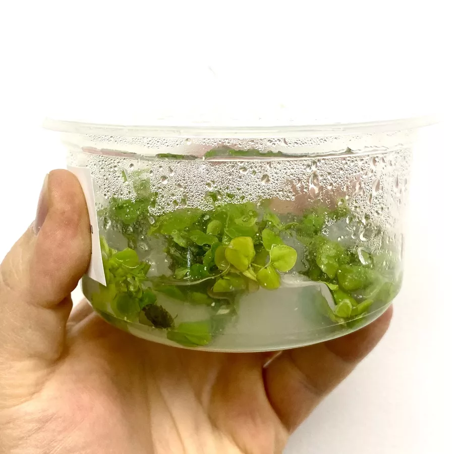 Phyllanthus fluitans (ro�lina p�ywaj�ca) - (in-vitro) puszka 10cm XXL
