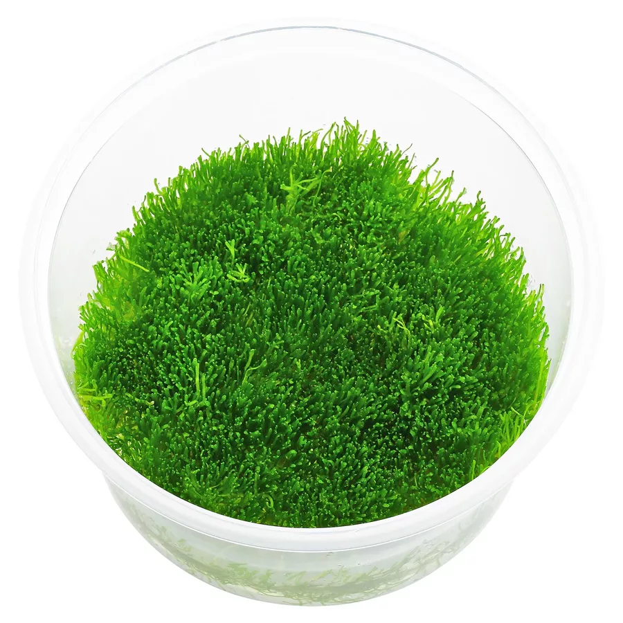 W�trobowiec Riccia fluitans (wg��bka) - (in-vitro) puszka 10cm XXL