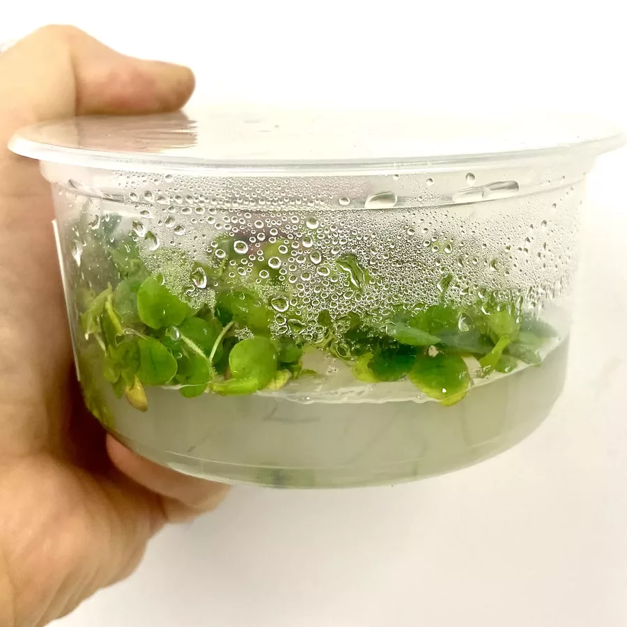 Limnobium laevigatum (in-vitro) puszka 10cm XXL