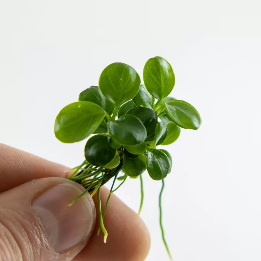 Anubias barteri Mini Coin (Anubias bartera Mini Coin) - (in-vitro) puszka 7cm TROPICA 12GROW