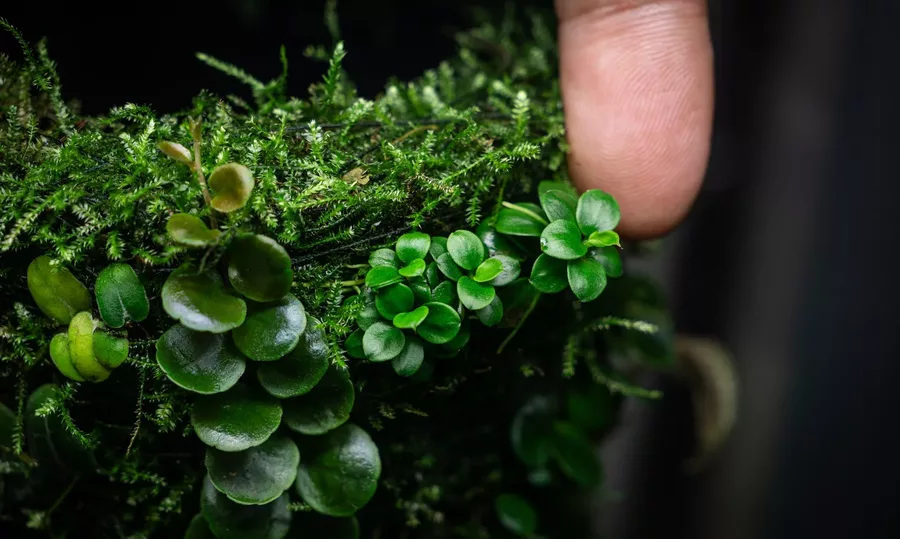 Anubias barteri Mini Coin (Anubias bartera Mini Coin) - (in-vitro) puszka 7cm TROPICA 12GROW