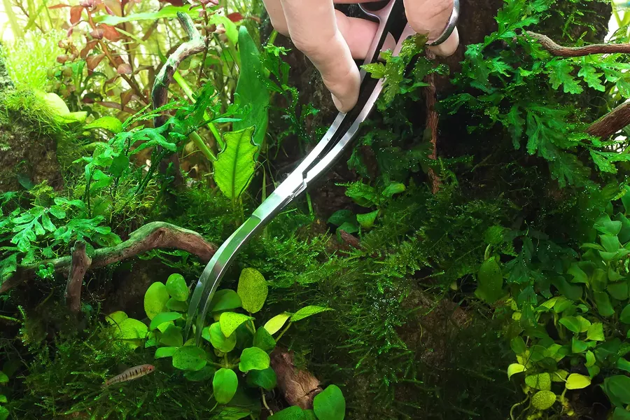 Anubias barteri Mini Coin (Anubias bartera Mini Coin) - (in-vitro) puszka 7cm TROPICA 12GROW