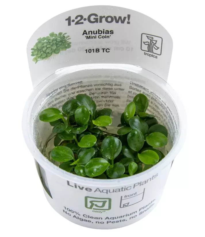 Anubias barteri Mini Coin (Anubias bartera Mini Coin) - (in-vitro) puszka 7cm TROPICA 12GROW