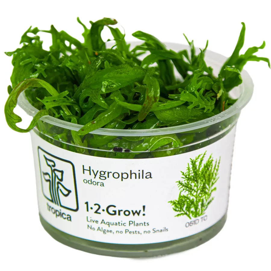 Hygrophila odora (in-vitro) puszka 7cm TROPICA 12GROW - NOWO��