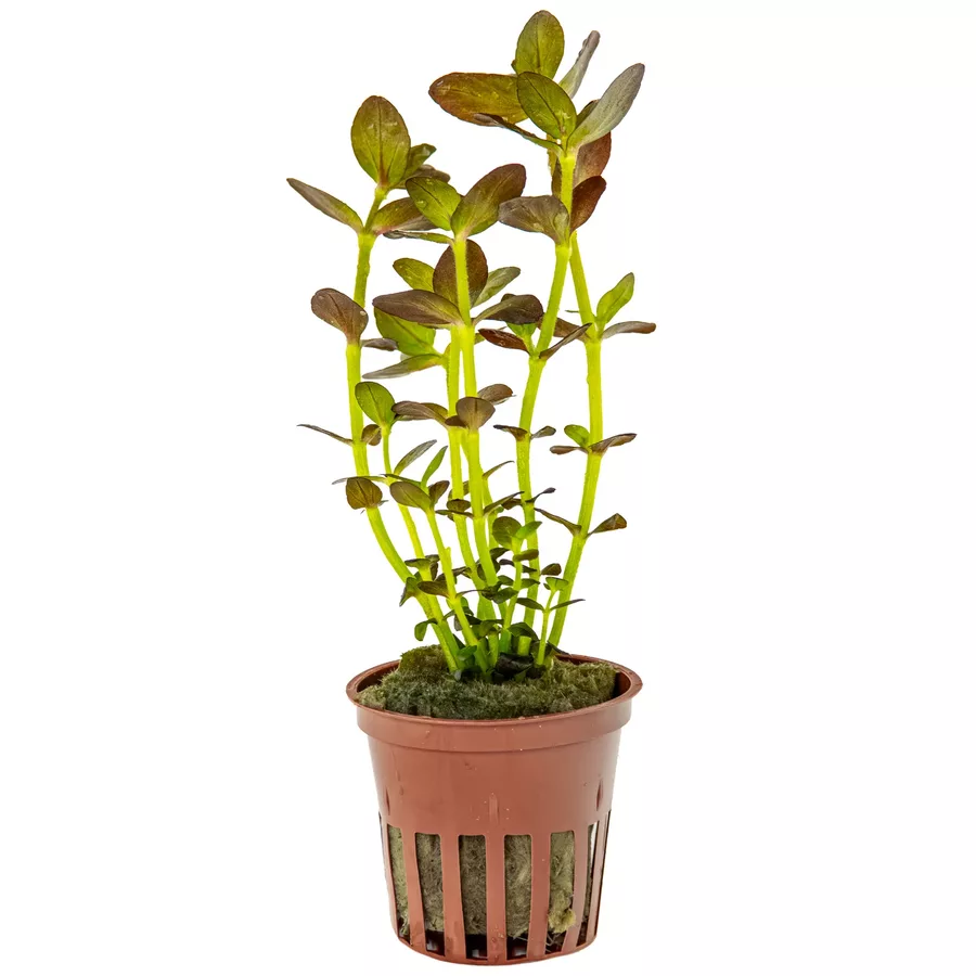 Bacopa salzmannii Purple - RA koszyk XXL