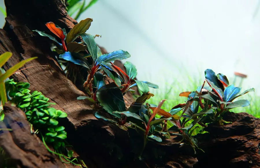 Bucephalandra sordidula Blue - TROPICA (koszyk)