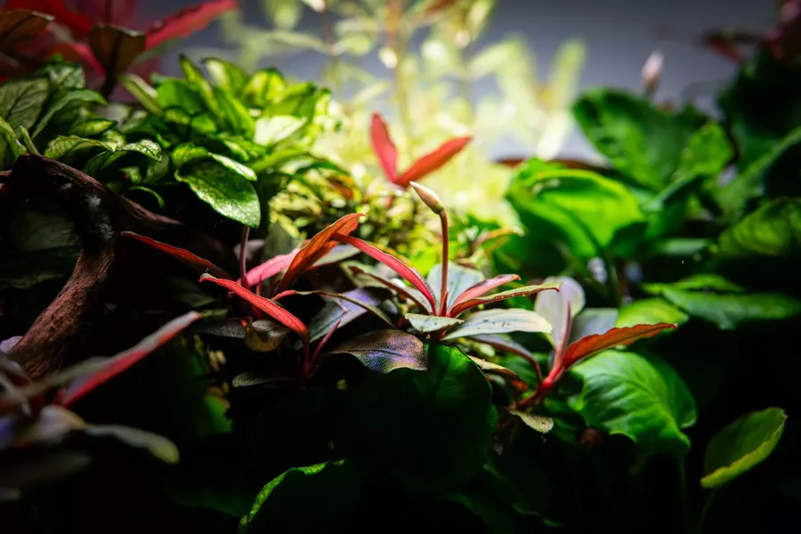 Bucephalandra sordidula Blue - TROPICA (koszyk)
