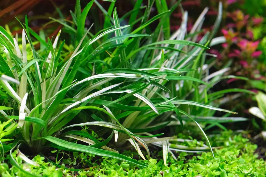 Eriocaulon sp. vietnam - TROPICA (koszyk)
