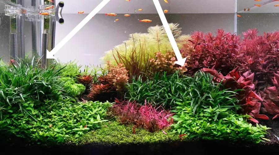 Eriocaulon sp. vietnam - TROPICA (koszyk)