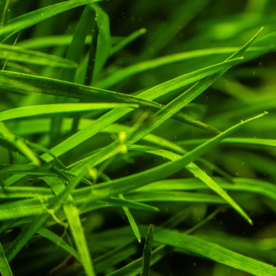 Eriocaulon sp. vietnam - TROPICA (koszyk)