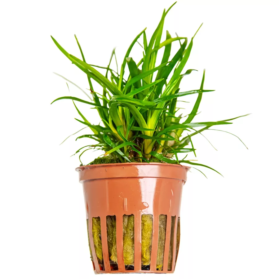 Eriocaulon sp. vietnam - TROPICA (koszyk)