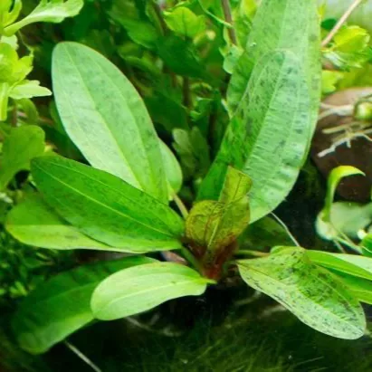 Echinodorus schlueteri Leopard (�abienica Schluetera) - RA koszyk XXL