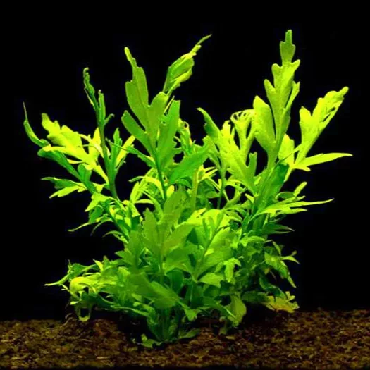 Ceratopteris thalicroides - TROPICA (koszyk)