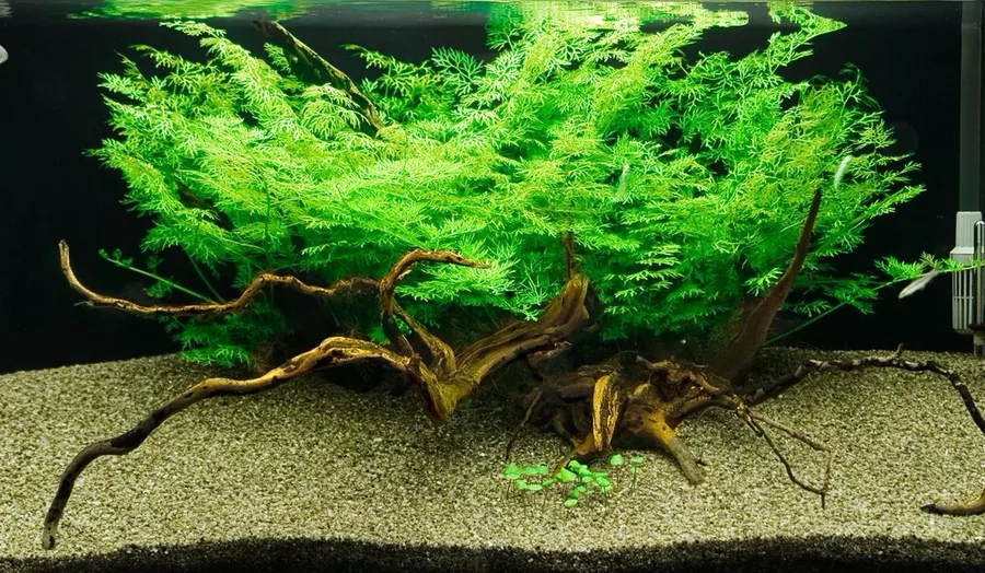 Ceratopteris thalicroides - TROPICA (koszyk)