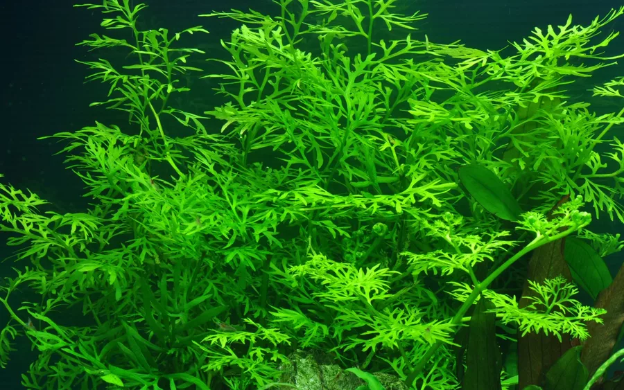 Ceratopteris thalicroides - TROPICA (koszyk)