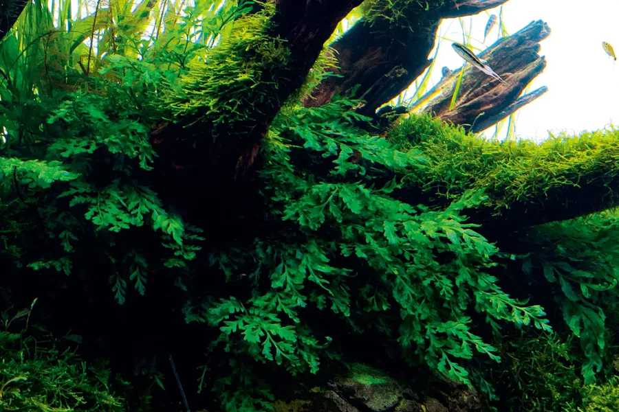 Bolbitis heudelotii - TROPICA (koszyk)