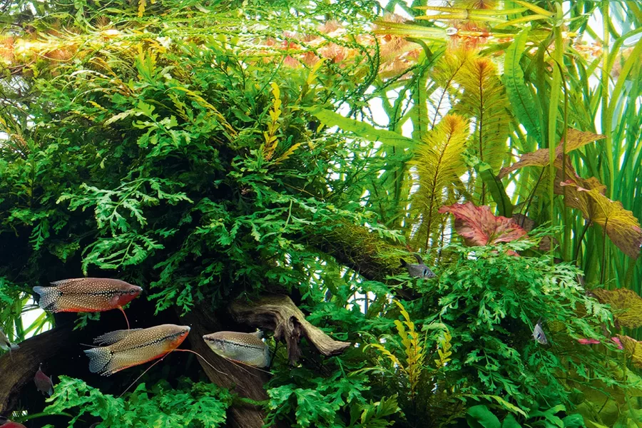 Bolbitis heudelotii - TROPICA (koszyk)
