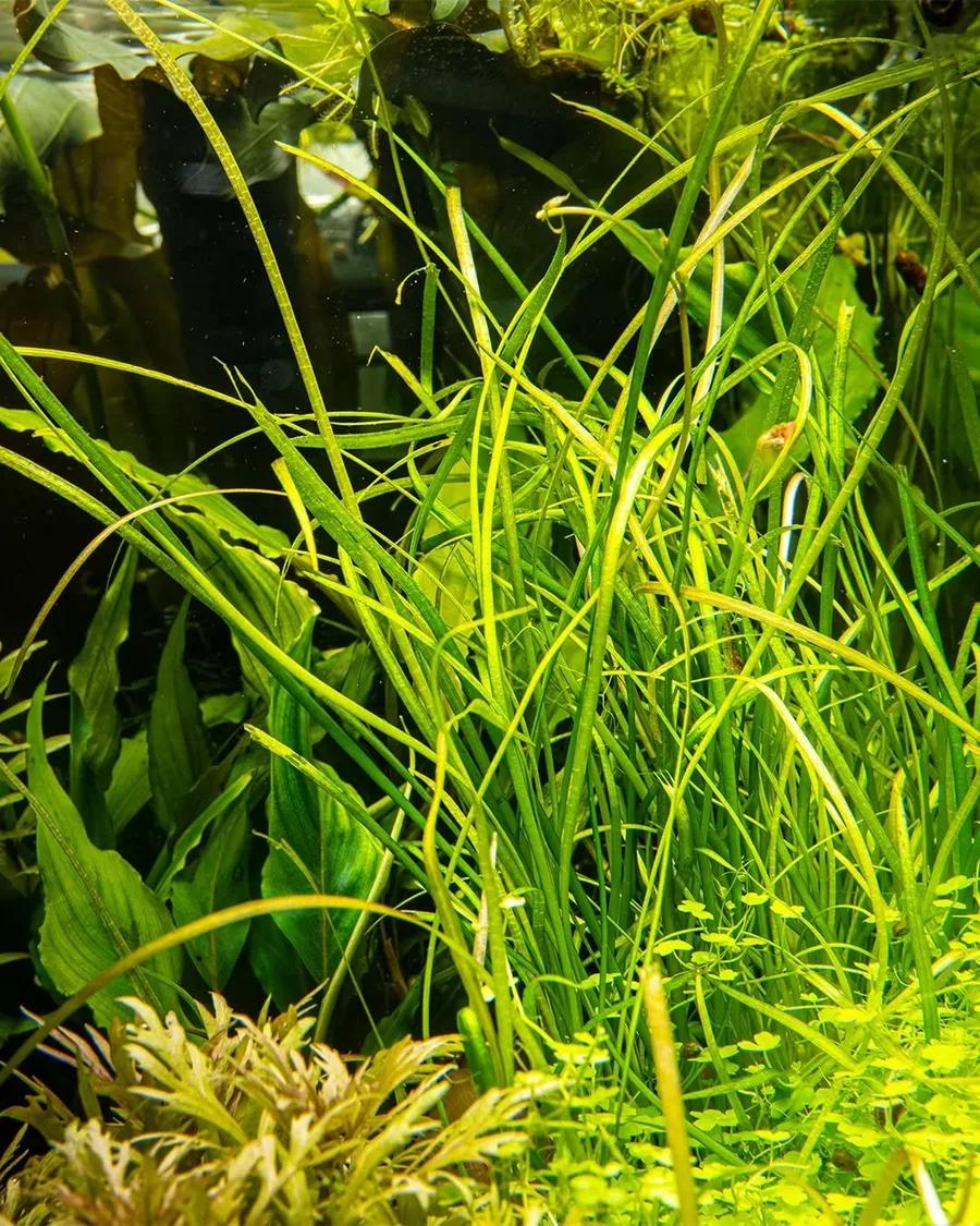 Sagittaria subulata Needle Leaf (Strza�ka w�skolistna) in-vitro puszka 7cm TROPICA 12GROW
